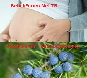 What are the Harms of Eating Juniper During Pregnancy.jpg