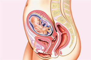 23 Week Of Pregnancy